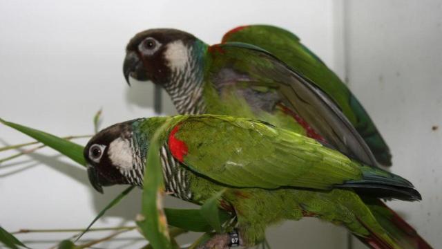 Sinu Parakeets are on a knife-edge of survival in #Colombia 🇨🇴 ravaged by #PalmOil #Soy and #Meat #Deforestation, they may now be lost 💔🙈 Help them and others survive before we never see them again. #BoycottPalmOil 🌴⛔️ #Boycott4Wildlife @palmoildetect