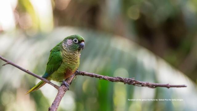 Sinu Parakeets are on a knife-edge of survival in #Colombia 🇨🇴 ravaged by #PalmOil #Soy and #Meat #Deforestation, they may now be lost 💔🙈 Help them and others survive before we never see them again. #BoycottPalmOil 🌴⛔️ #Boycott4Wildlife @palmoildetect
