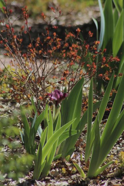 A purple iris in a garden with a red leaf shrub in the background 
