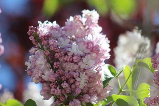 A lilac bloom with some buds still closed very pinky purple 