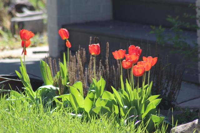 Bright red tulips with sun shining through 