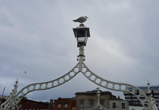 Looking up at one of the ornate overhead white metal arches with a lovely old lamp on the Ha'penny Bridge in Dublin (not today). Backed by an overcast grey sky, a single seagull is perched regally on the most ornate curving high point. Beyond, you an just see another seagull perched on the same high point on the next arch in the distance.