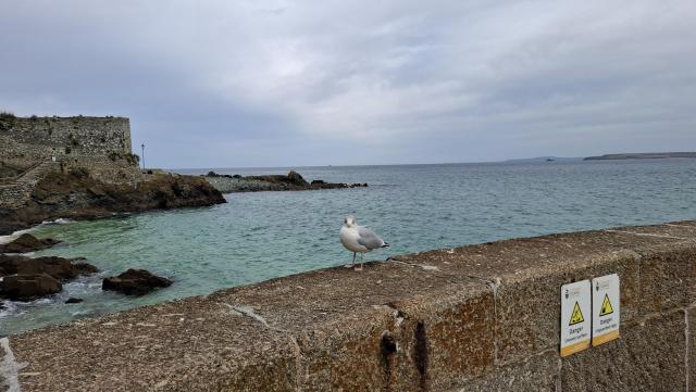 An old stone pier wall in St Ives Cornwall with aquamarine green sea and another pier beyond. On the wall, a single seagull staring into the camera.