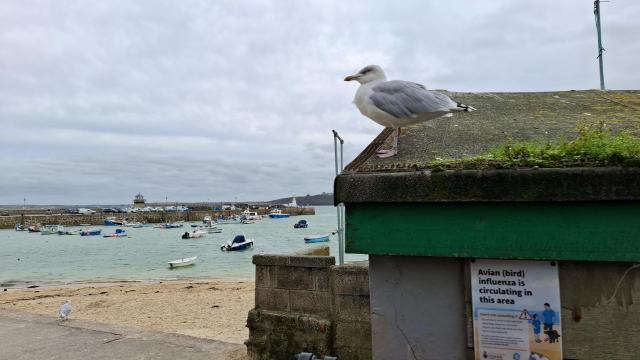 Short version: A seagull above an Avian Bird Flue warning sign. Fuller description: St Ive's Cornwall, an overcast afternoon. Just in front of us, to the right, a low moss-covered dark harbour hut. Just above us, a plump white and grey seagull is standing on the roof, placidly gazing out over the beach, green sea, anchored boats, pier and harbour to the left. Just below it, hanging on the side of the hut wall, a warning sign: Avian (Bird) Flu Is Circulating In This Area. It is illustrated with an adult, child and dog by the beach; instructions about not letting it spread; and an illustration of a seagull. It looks as if the real seagull has perched deliberately by this sign to peacefully show us how little it cares,