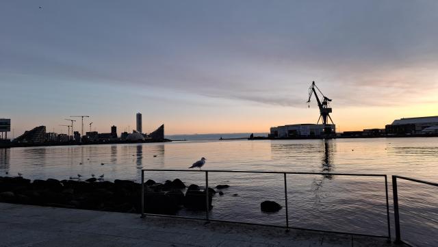 A single seagull perched on a railing, photobombing a  nice sunrise at the harbour