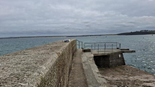 A long stone pier with a single seagull perched on int. Beyond, sea and sky. This was in Cornwall.