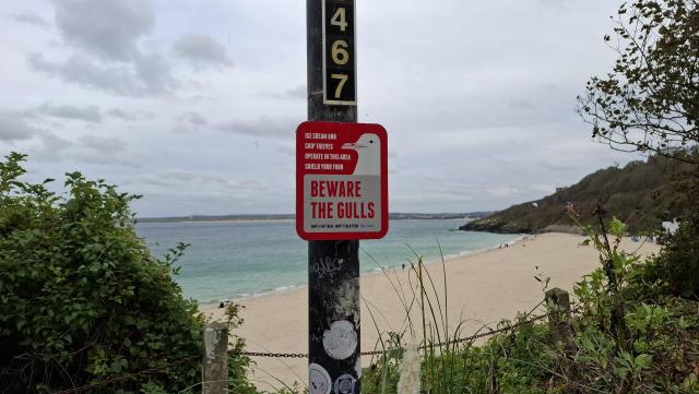 Red sign on a wooden post, framed between branches. Green sea and overcast sky beyond. Red sign. Text: ’Ice cream and chip thieves operate in this area. Shield your food. Beware the Gulls. Don’t feed Them. Don’t teach them. St. Ives.’ Drawn by it: the profile of a seagull with a very smug expression. This gull has every intention of still eating your chips.