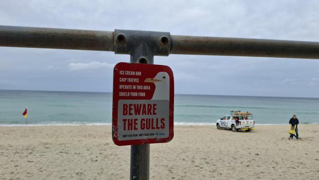 Same Beware The Gulls sign as in preceding toot, now with beach and lifeguard van beyond. Same sign Alt Text follows as in previous toot: Red sign on a wooden post, framed between branches. Green sea and overcast sky beyond. Red sign. Text: ’Ice cream and chip thieves operate in this area. Shield your food. Beware the Gulls. Don’t feed Them. Don’t teach them. St. Ives.’ Drawn by it: the profile of a seagull with a very smug expression. This gull has every intention of still eating your chips.