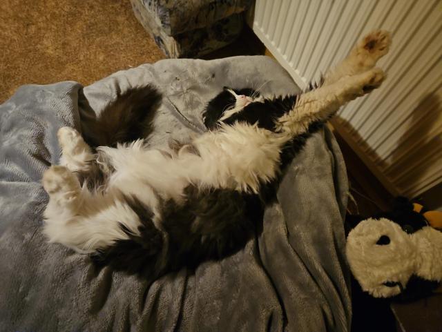 Very fluffy long haired tuxedo cat stretched out on a grey blanket.