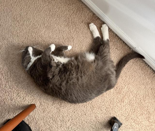 a photo looking from above of my cat, Theo, a grey Russian blue with white socks/feet, who has fallen asleep upside down on the carpeted floor of my office at home. 