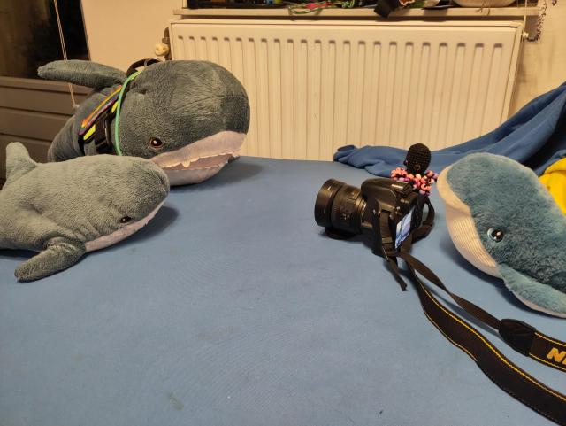 A Smolhaj cuddly shark and a Blåhaj cuddly shark posing for a camera. A cuddly blue whale is looking at the screen of the camera, a small black crotched octopus with colourful bead tentacles is sitting on the release button. The Blåhaj is wearing a haj-vis harness with rainbow patches and a lanyard with a Dutch OV-chipkaart on it.

Starting a photo studio?
