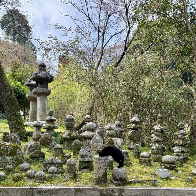 A black cat drinking at Kiyomizu-dera Temple