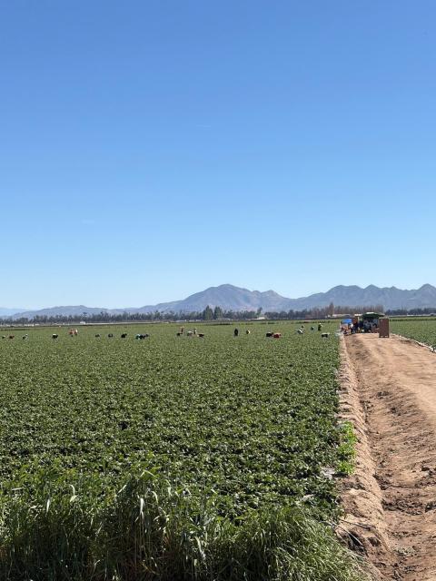 Workers harvesting strawberries on a hot sunny day