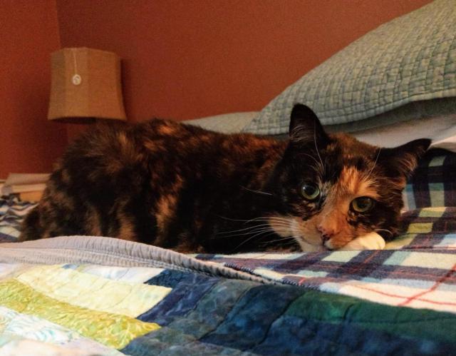 A beautiful tortoise-shell cat laying on a bed looking at the camera. She has green eyes and a bright face.