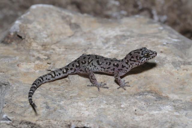 The Battambang leaf-toed gecko (Dixonius noctivagus), discovered in the survey, is covered in tiny leopard-like spots. Photograph: Hun Seiha/Fauna & Flora
