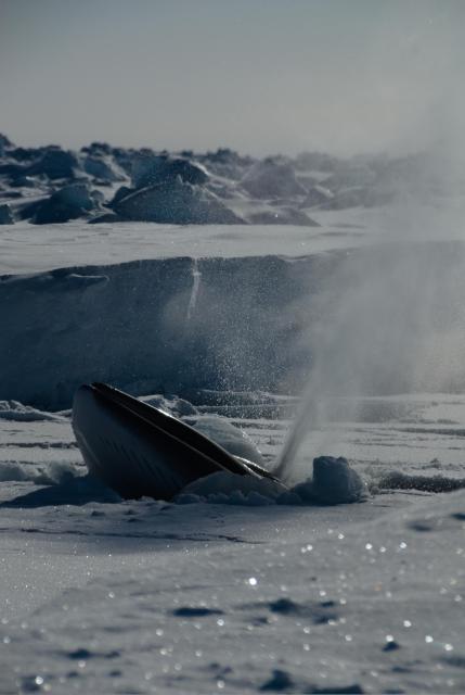 A whale poking its head through some sea ice and letting out a big breath