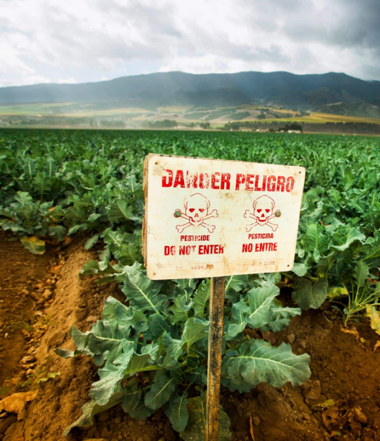 Une étude franco-péruvienne révèle comment, au Pérou, l'exposition à un mélange de pesticides, classés « non cancérogènes », entraîne le risque de développer un cancer.