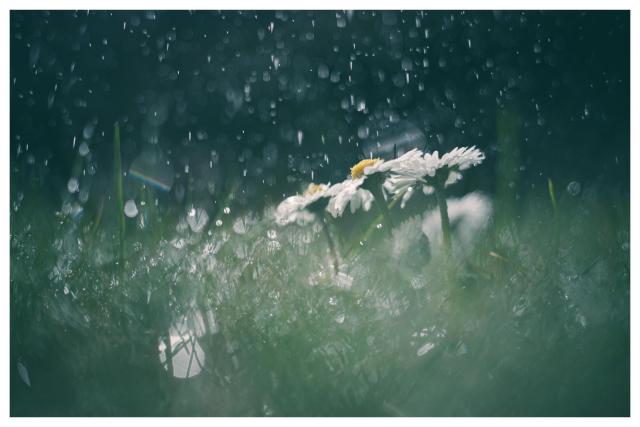 Farbfoto im Grüntönen im Querformat mit weißem Rand. Mehrere Gänseblümchen stehen auf einer nassen Wiese, von oben regnen Tropfen herunter. 