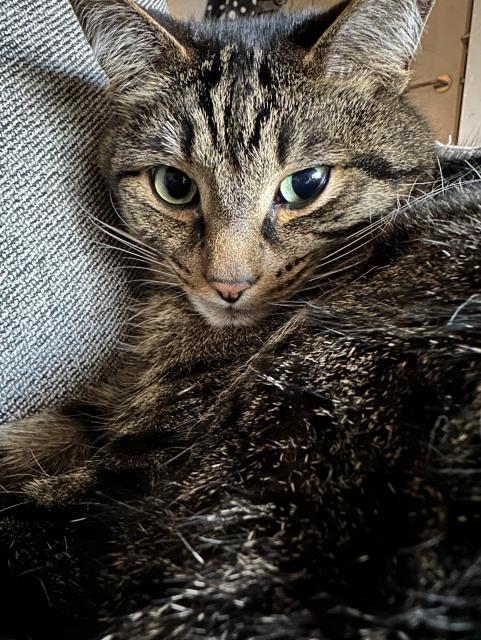 Close up of a brown tabby cat, not really doing anything, just kind of *being*, in a moment of Zen perfection/bliss. Also looking for snaccs.
