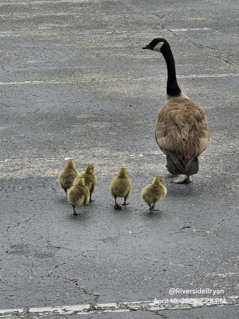 A Canada goose walks across an asphalt surface with five fluffy goslings following closely behind.