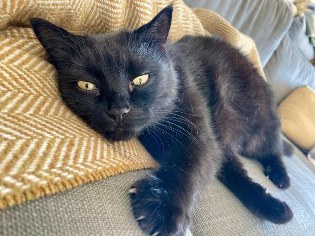 A grown black cat lies on a yellow woollen blanket, with a cutesy expression that makes him look much younger.