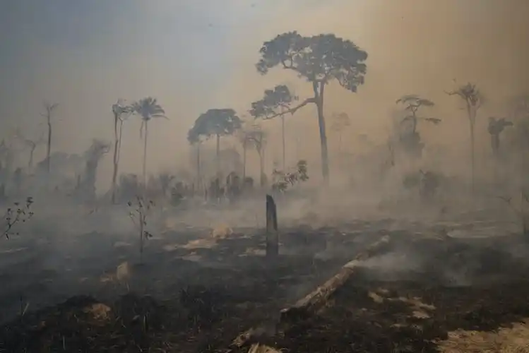 Deforestation in the Amazon is often caused by palm oil, gold mining and meat deforestation.