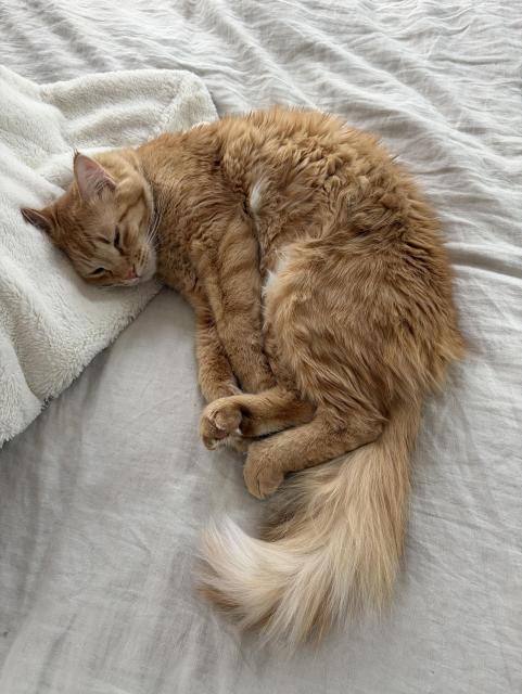 Fluffy orange cat sleeping on a beige bed cover. 