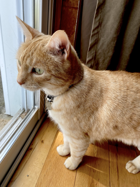 My handsome ginger cat Finn is looking alertly out the patio door. There are some juncos on the patio.