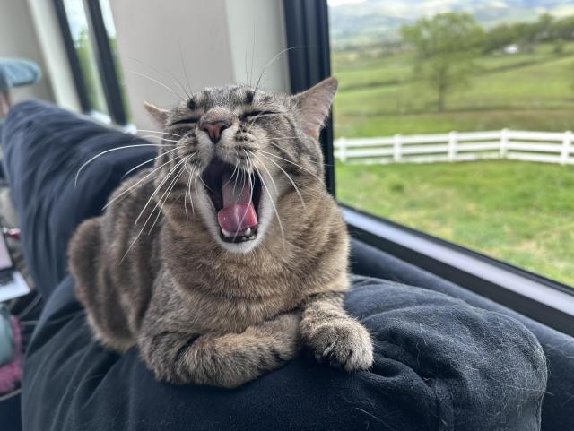 Cato, a tabby cat, yawning broadly on the couch in front of the window.  There are a lot of whiskers.