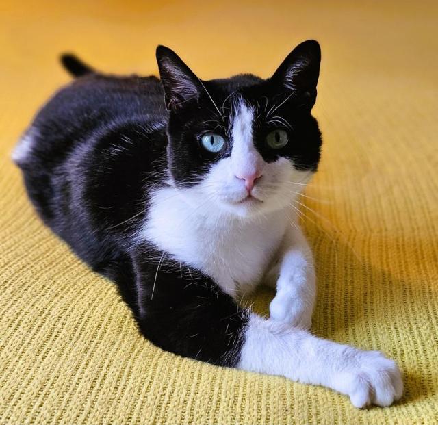 Tuxedo cat laying on yellow blanket with paw extended in front of him.