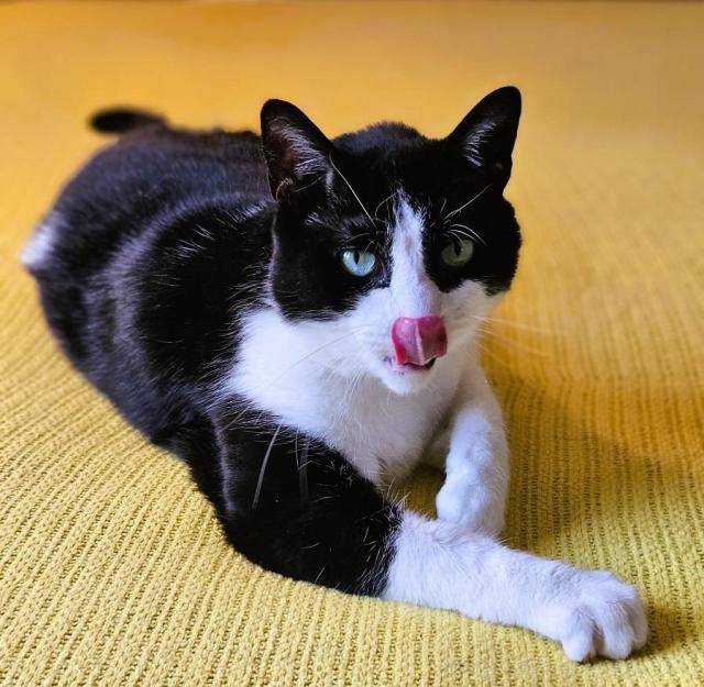 Tuxedo cat laying on yellow blanket with paw extended in front of him, licking nose.