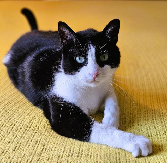 Tuxedo cat laying on yellow blanket with paw extended in front of him, tail whomping.