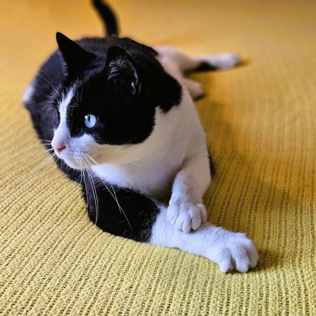 Tuxedo cat laying on yellow blanket with paw extended in front of him, looking away.