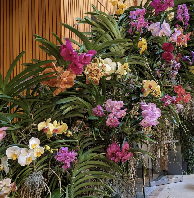 an array of differently colored orchids, including punk, red, yellow, and orange blossoms, sit upon a bed of green foliage that is curved upwards - this photo captures a portion of a large arch that was decorated with myriad orchids, for visitors to walk under as they entered the orchid show