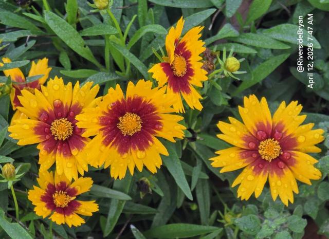 Close-up of several yellow and burgundy coreopsis flowers with water droplets on their petals.