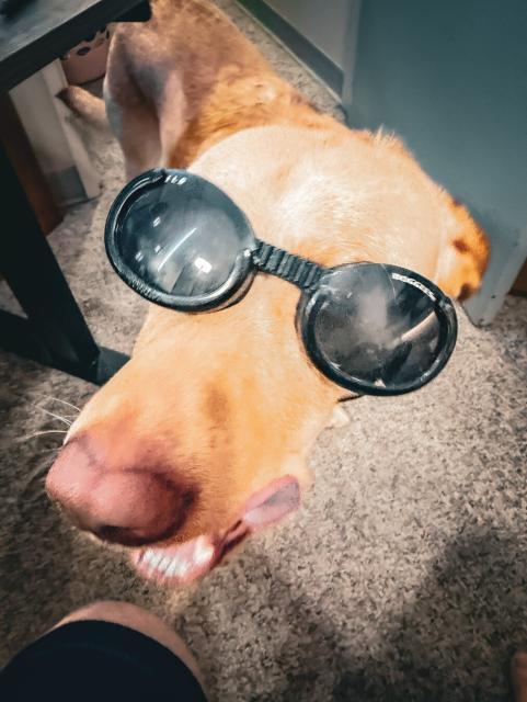 Jake wearing his doggles, looking for a snack