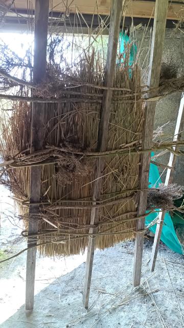 The back of a thatched frame with gorse branches weaved together to hold on straw