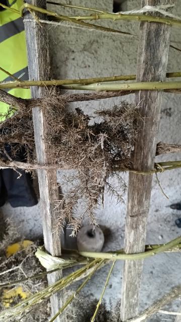 The lattice frame up close with gorse and a couple of sally rods of willow