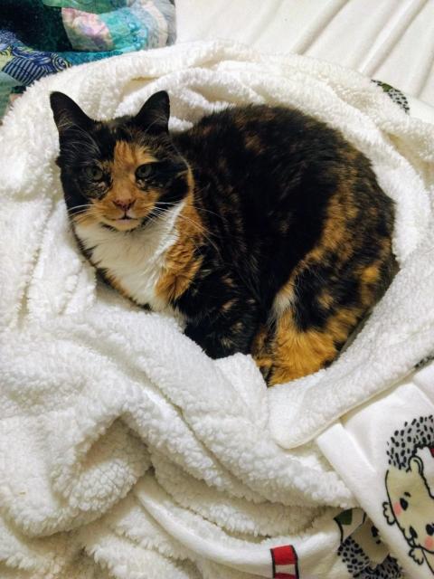 A beautiful tortoise-shell cat curled up on a white bathrobe. She has green eyes and an understanding look on her face.