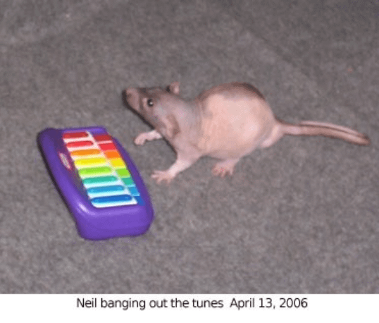 a photo of a rat with a small toy xylophone. the image is captioned: neil banging out the tunes April 13, 2006