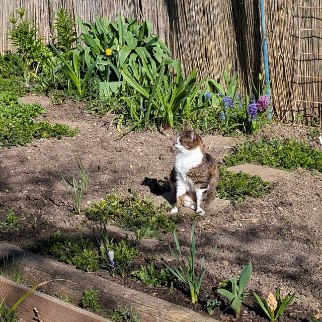 Eine getigerte Katze sitzt aufmerksam im Gemüsebeet und blickt zur Seite. Um sie herum wachsen junge Pflanzen und Frühlingsblumen wie Tulpen und Hyazinthen. Im Hintergrund steht ein Holzzaun, die Szene ist sonnig und wirkt wie eine ruhige Gartenplanungssituation.