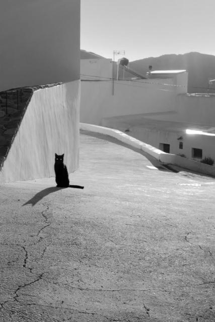 plein soleil – l’ombre courbe d’un chat noir sur la rue craquelée de la ville blanche
