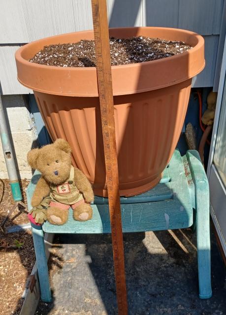 A ten inch tall (25cm), light brown teddy bear in green overalls sits looking directly at the camera. His name is BeetBear. He is holding a beet in his right paw.  There is a bunch of beets embroidered on the bib of his overalls.  He sits in front of a large terra-cotta colored plastic planter which is set up on a small, green seating bench next to a house.  Yardstick for scale.
