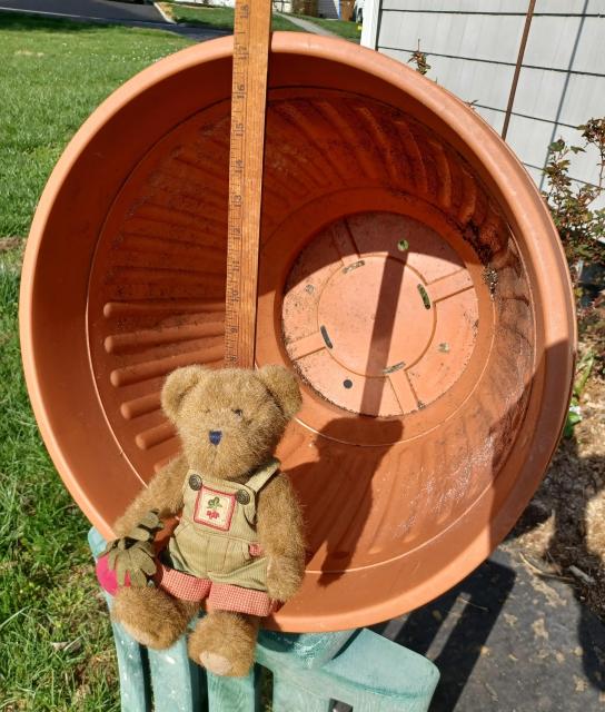 A ten inch tall (25cm), light brown teddy bear in green overalls sits looking directly at the camera. His name is BeetBear. He is holding a beet in his right paw.  There is a bunch of beets embroidered on the bib of his overalls.  He is sitting in a large plastic planter turned on it's side.  There is a wooden yardstick showing the approximate diameter of the planter to be about 19 inches.  Bright sunshine. Sharp shadows.
