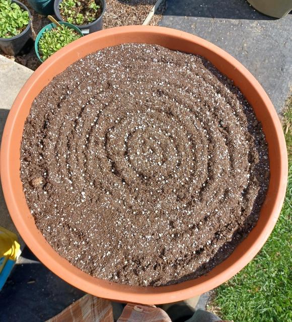 Looking straight down on a large planter full of potting mix.  In the potting mix are 6 or 7 concentric circles and withing those grooves can just be made out the pelletized carrot seeds.