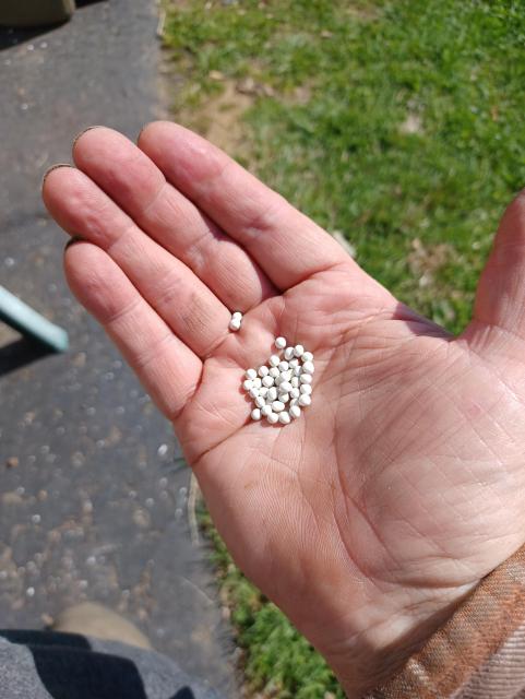 A person's right hand, palm up, containing a couple of dozen pelletized carrot seeds, ready for planting.
