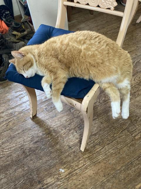 An orange and white cat is sleeping on a chair.  All four of the cat’s feet are hanging off the chair.  The back legs are almost entirely off the edge.  