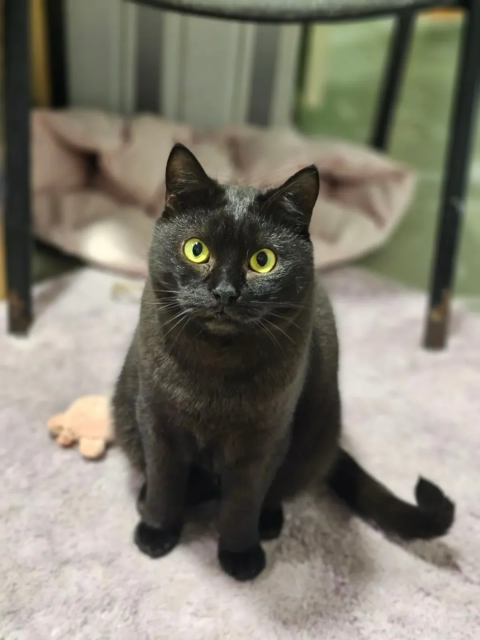 A sleek gray cat with bright yellow-green eyes sits on a soft carpet, looking directly at the camera.