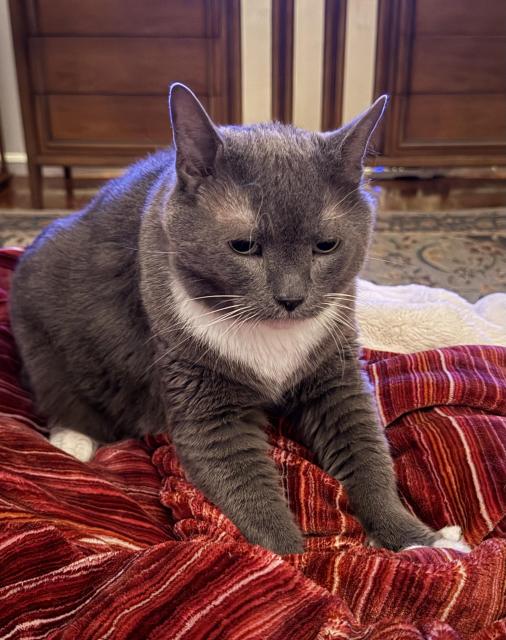 my cat Theo, a grey and white Russian blue, can be seen here in this photo kneading on a red blanket on the couch, as if he's making biscuits with his paws, very much in his happy place.