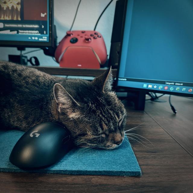 Selina, our standard issue cat, lying on a teal telf desk mat, resting her head on my mouse. 